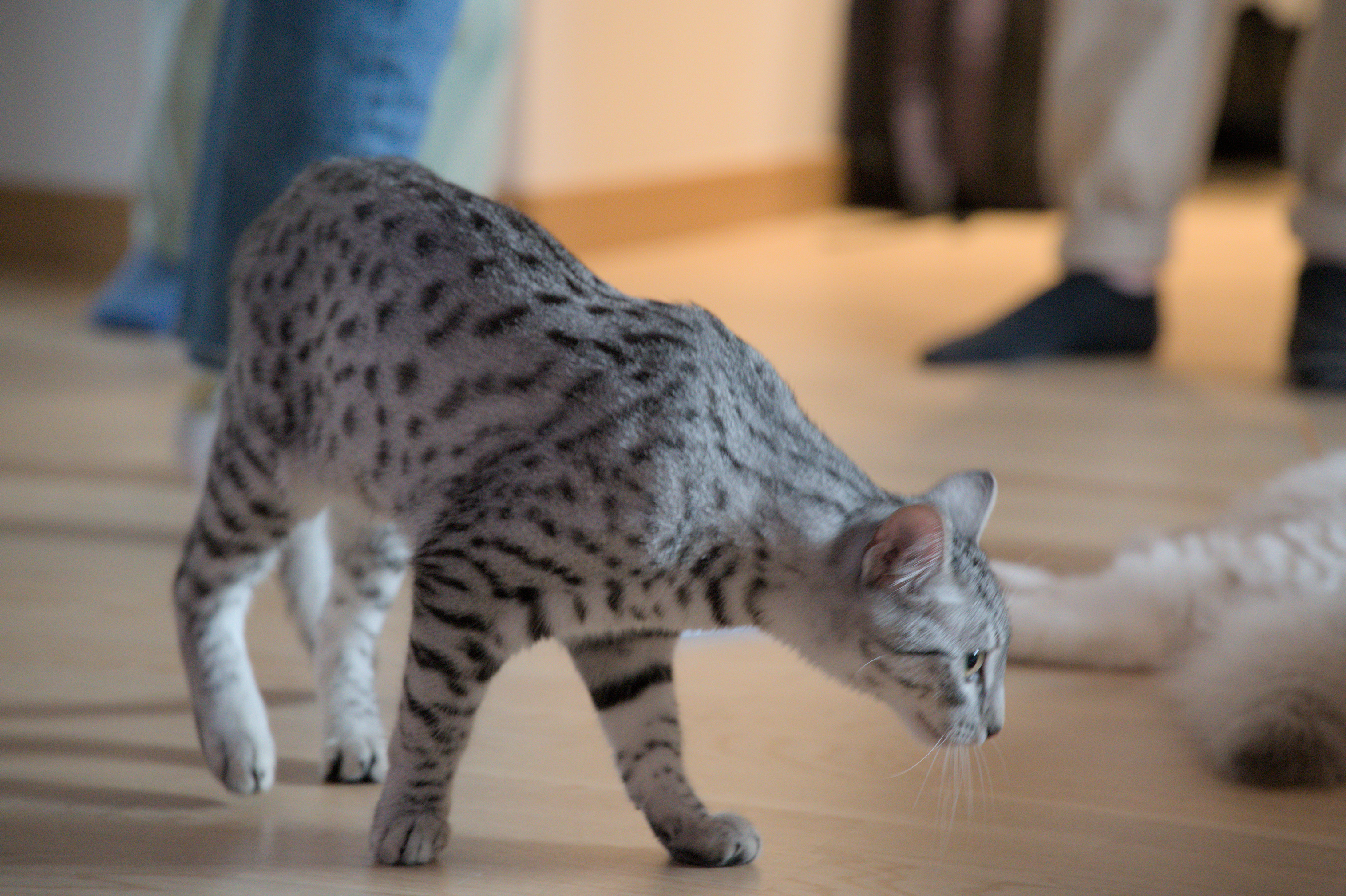 2025/10/12 - cats/DSC_0098.jpg